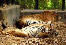 Arignar Anna Zoological Park
